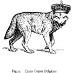Canis Lupus