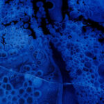 Yoichi Kamimura - Waterforest